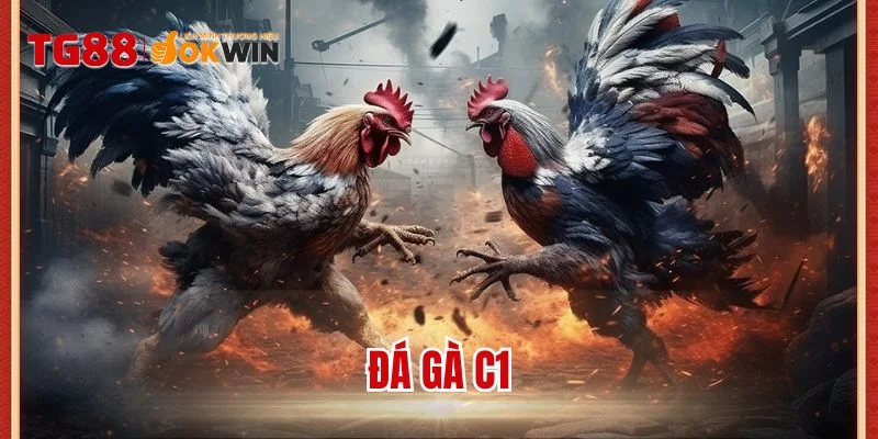 đá gà C1